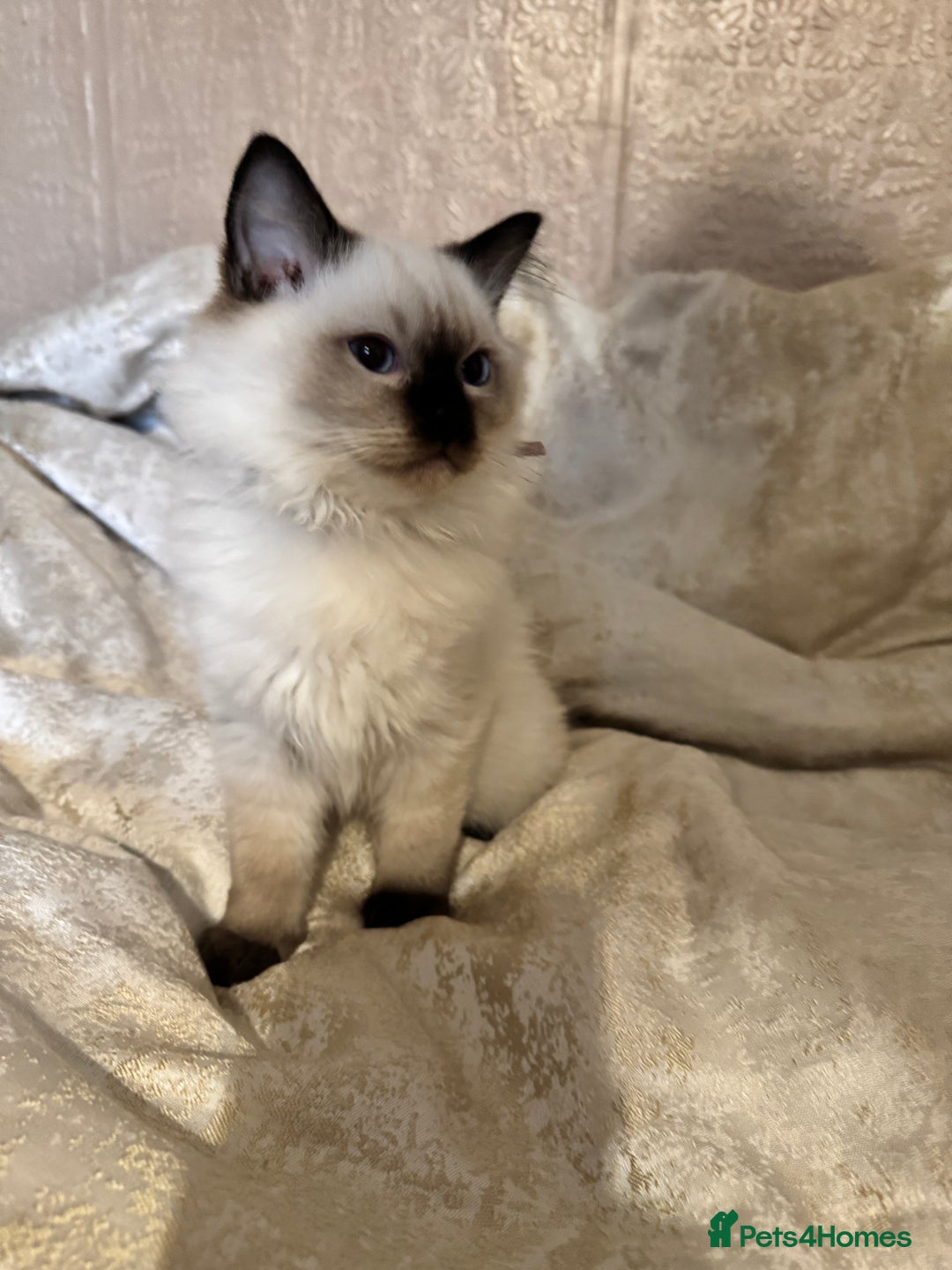 Ragdoll cats for sale: Full Ragdoll kittens  - Image 4