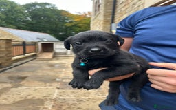 Mixed Breed dogs for sale: Mixed giant schnauzer x rottweiler puppies - Image 7