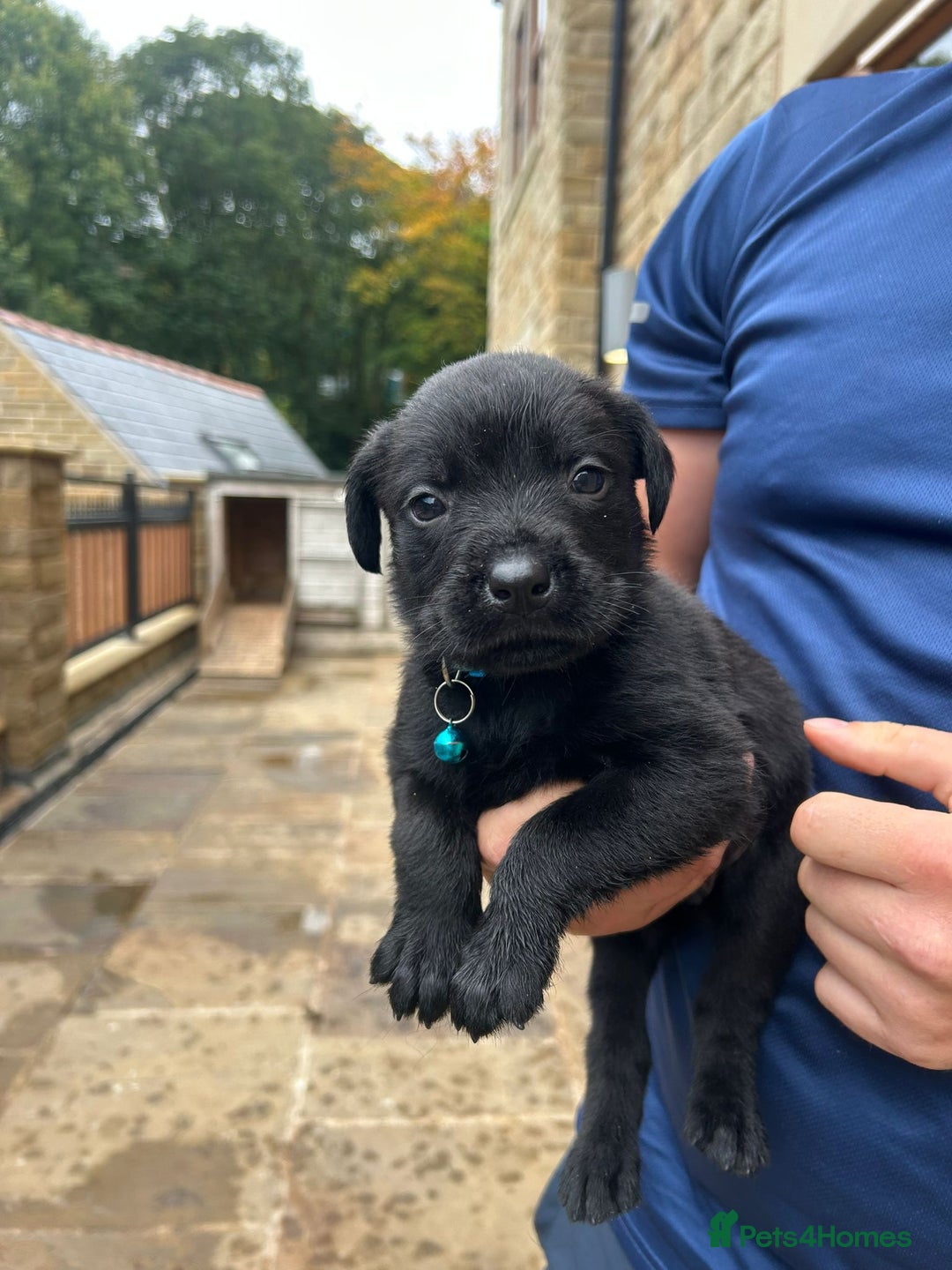 Mixed Breed dogs for sale: Mixed giant schnauzer x rottweiler puppies - Image 7