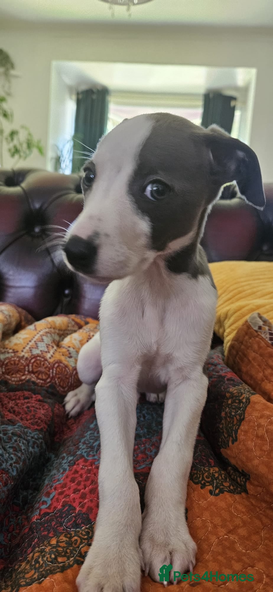 Whippet dogs Whippet pups - Advert 1