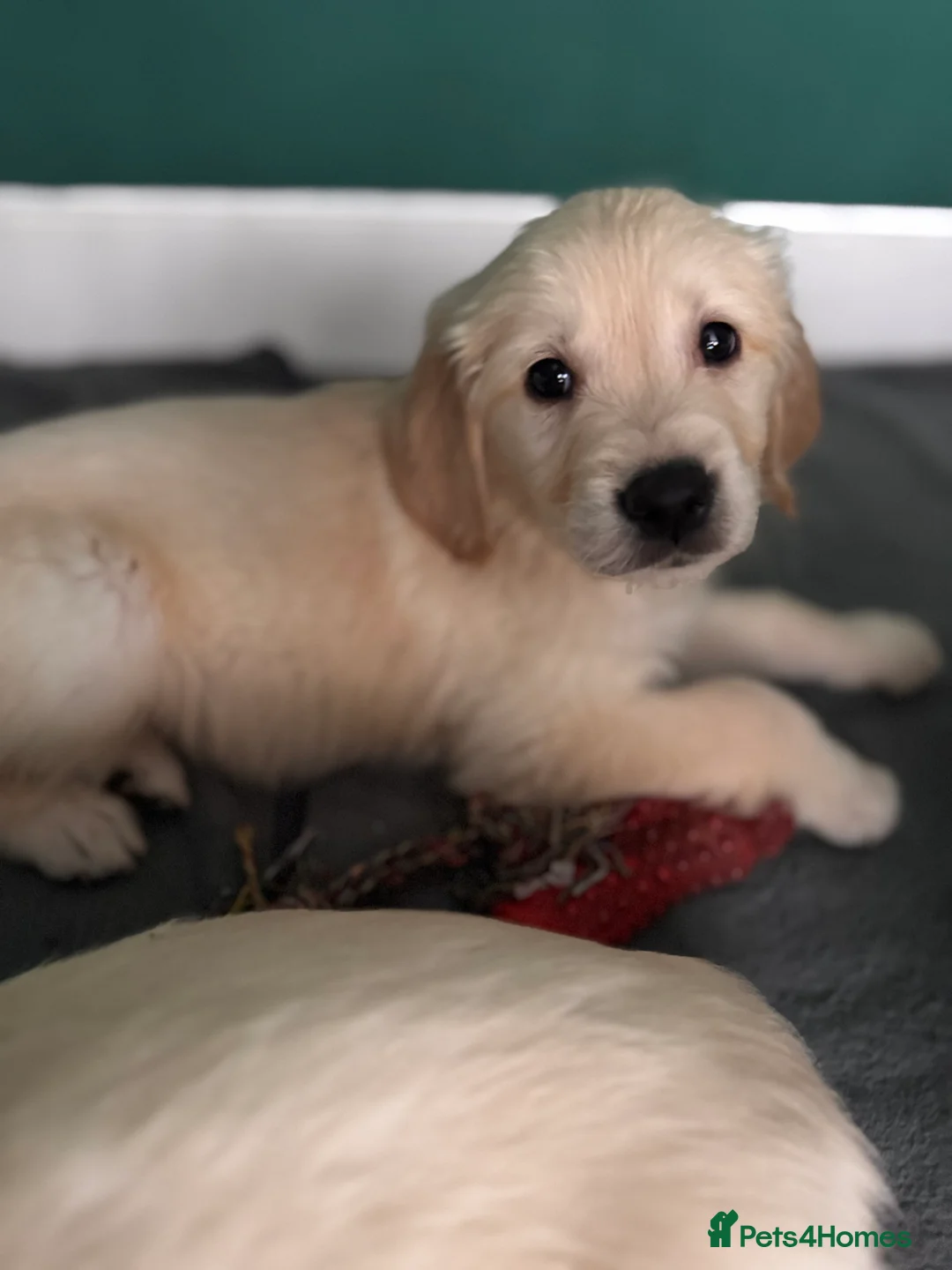 Golden Retriever dogs for sale: Champion line-KC Reg. Golden Retriever Puppies💖💙 - Advert 30