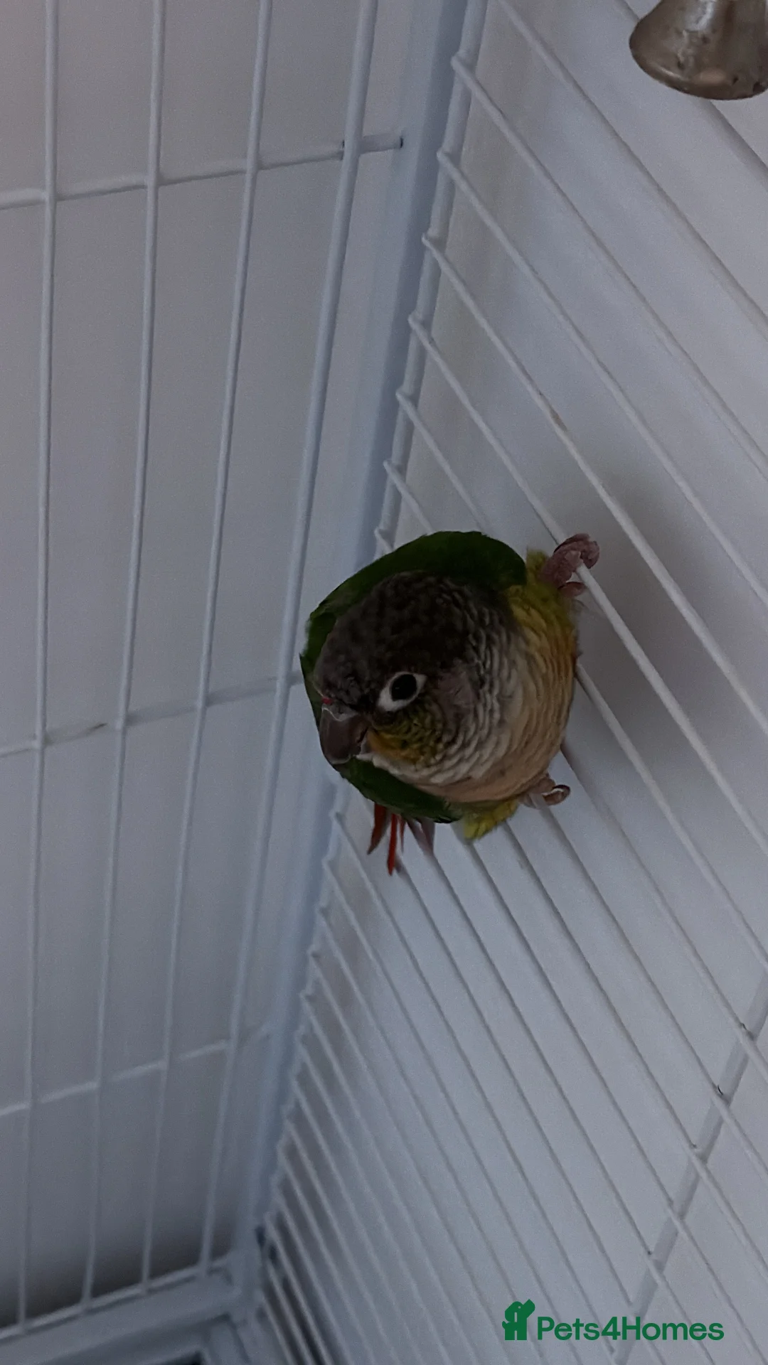 Parrots birds for sale: 2 talking baby parrots in South Ockendon - Advert 4