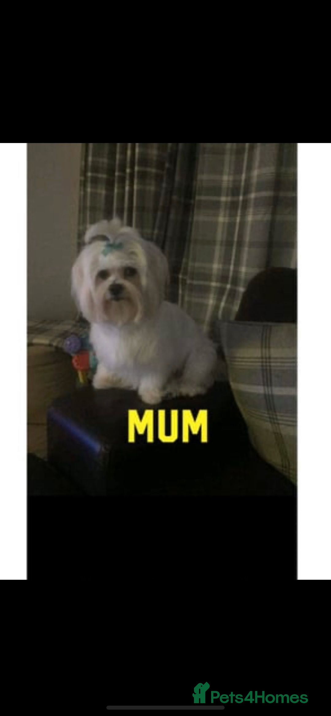 Maltipoo dogs for sale: Maltipoo puppies  - Image 6