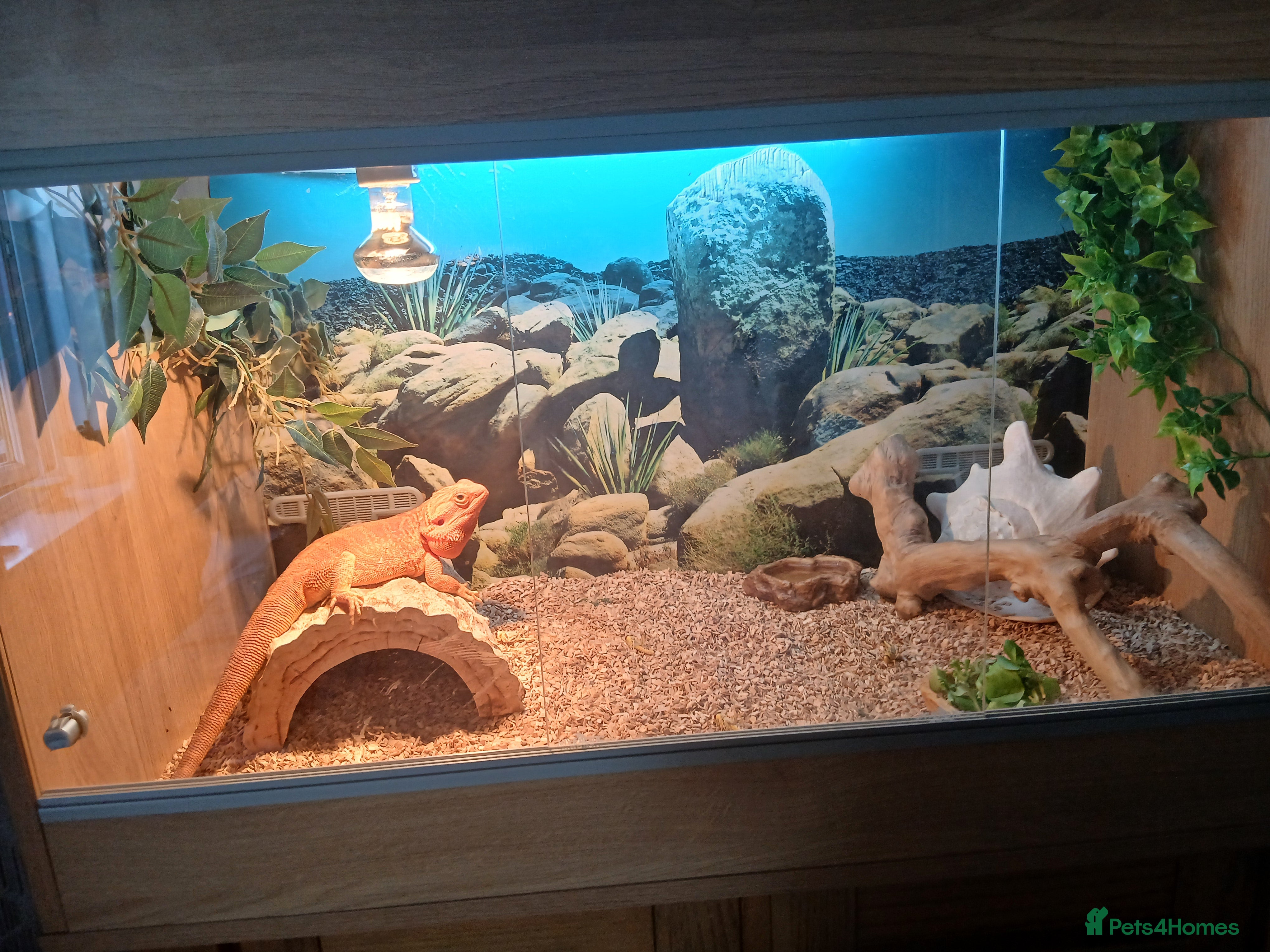 Bearded Dragon reptiles Red bearded dragon for sale based in SWANSEA  - Advert 4