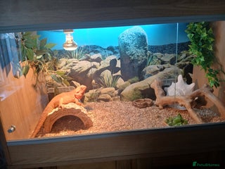 Bearded Dragon reptiles Red bearded dragon for sale - Advert 1