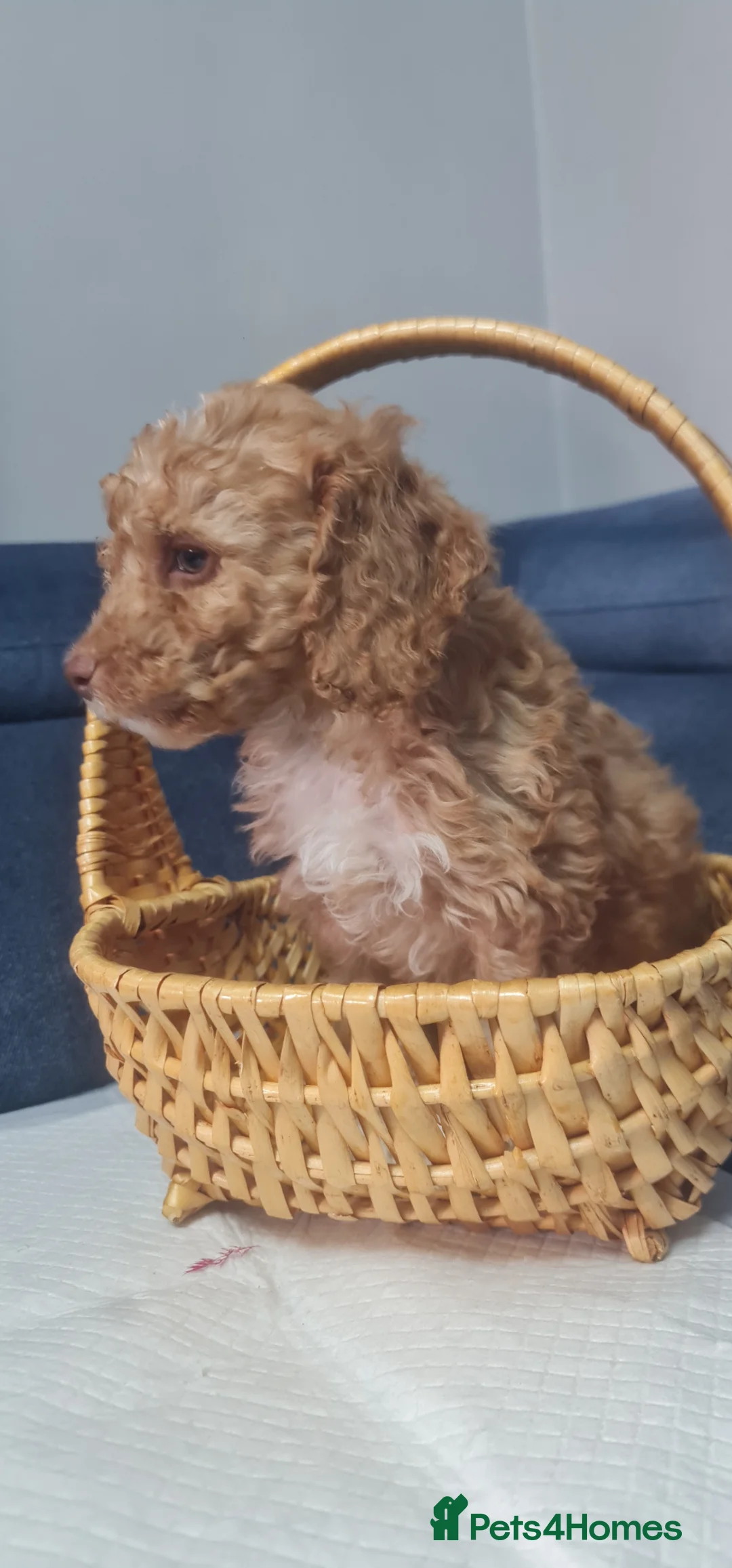 Cockapoo dogs for sale: BOY READY NOW!! Beautiful cockapoo puppy 🐶  - Advert 1