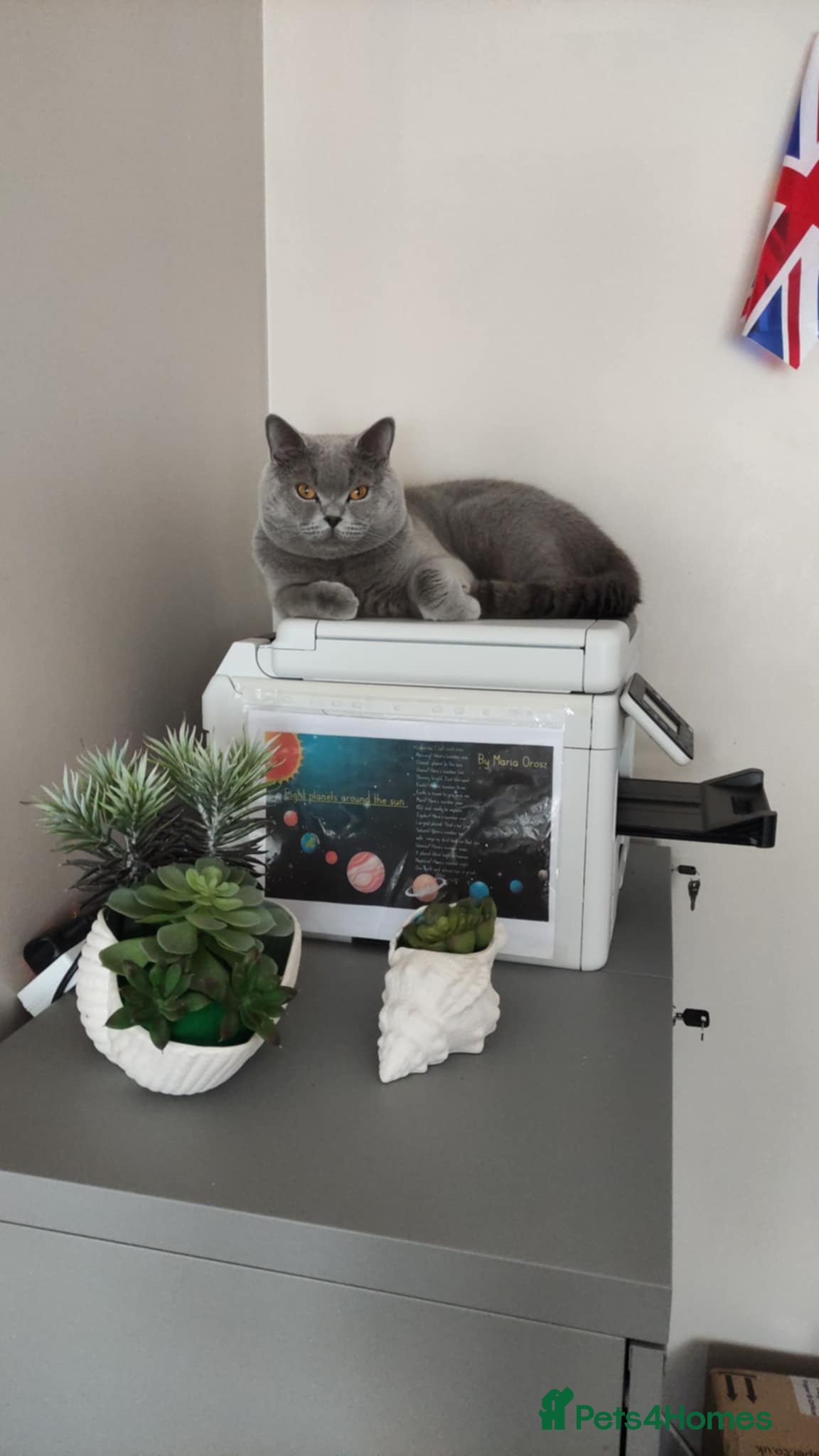 British Shorthair cats for sale: Adorable British shorthair kitten - Advert 6
