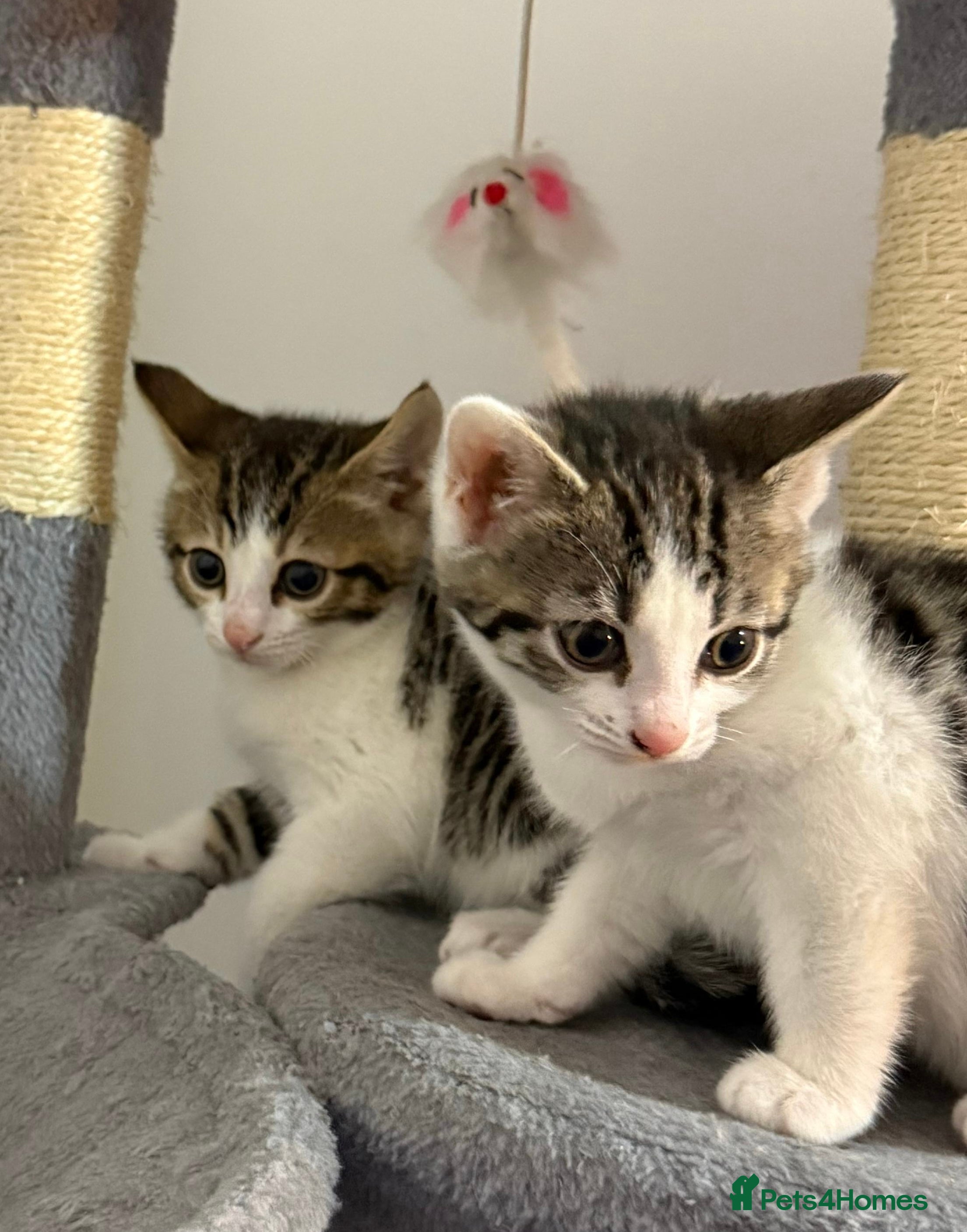 Bengal cats Bengal Mixed breed - Advert 1