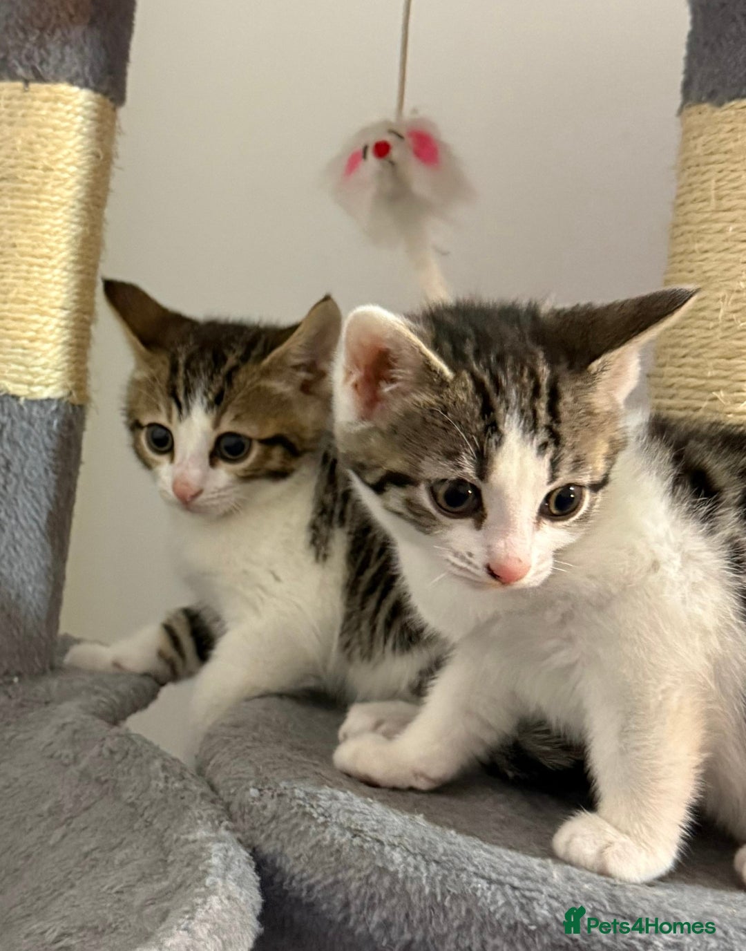 Bengal cats for sale: Bengal Mixed breed - Advert 1