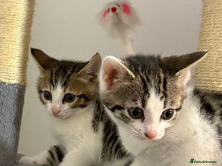 Bengal cats Bengal Mixed breed - Advert 18