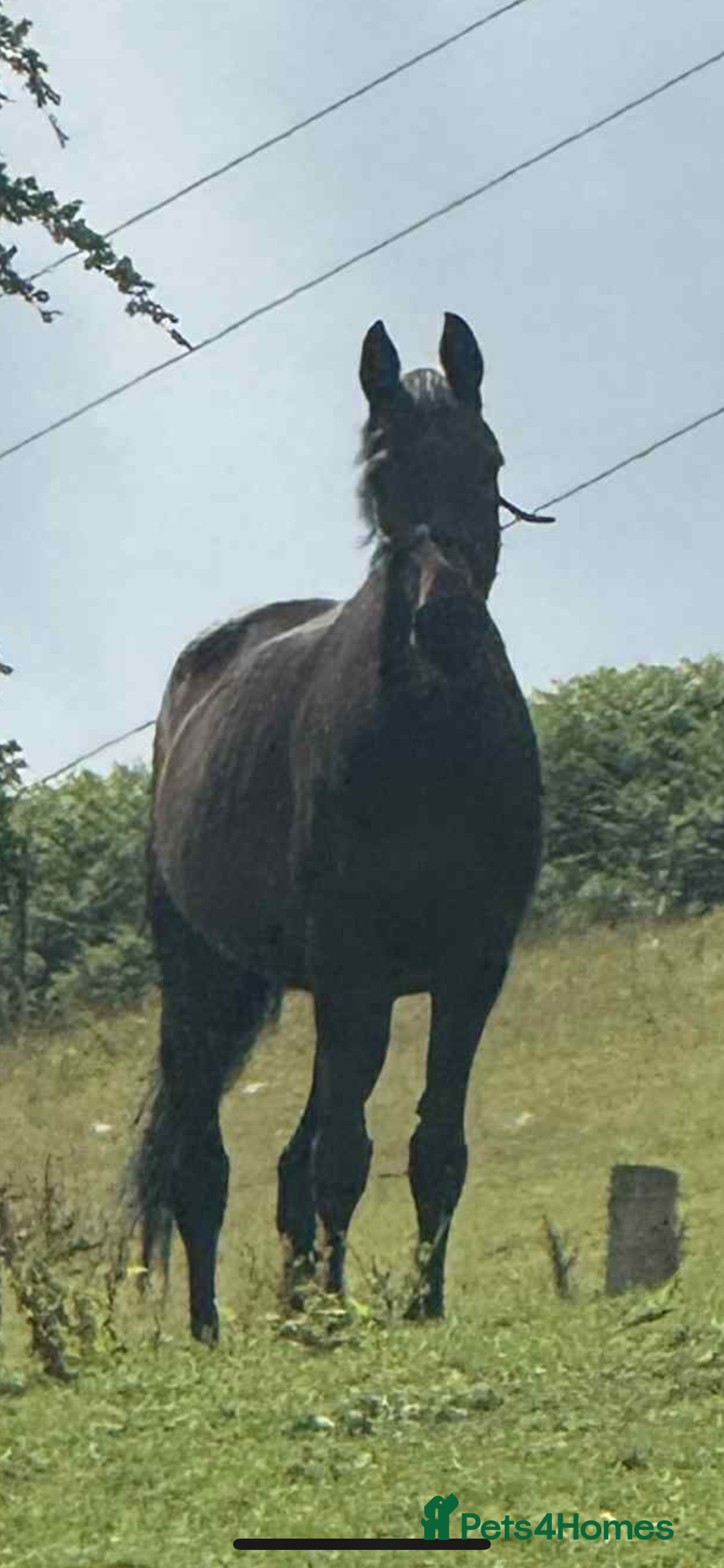 British Warmblood horses for sale: Wish - A willing summer project  in Cwmbran - Image 1