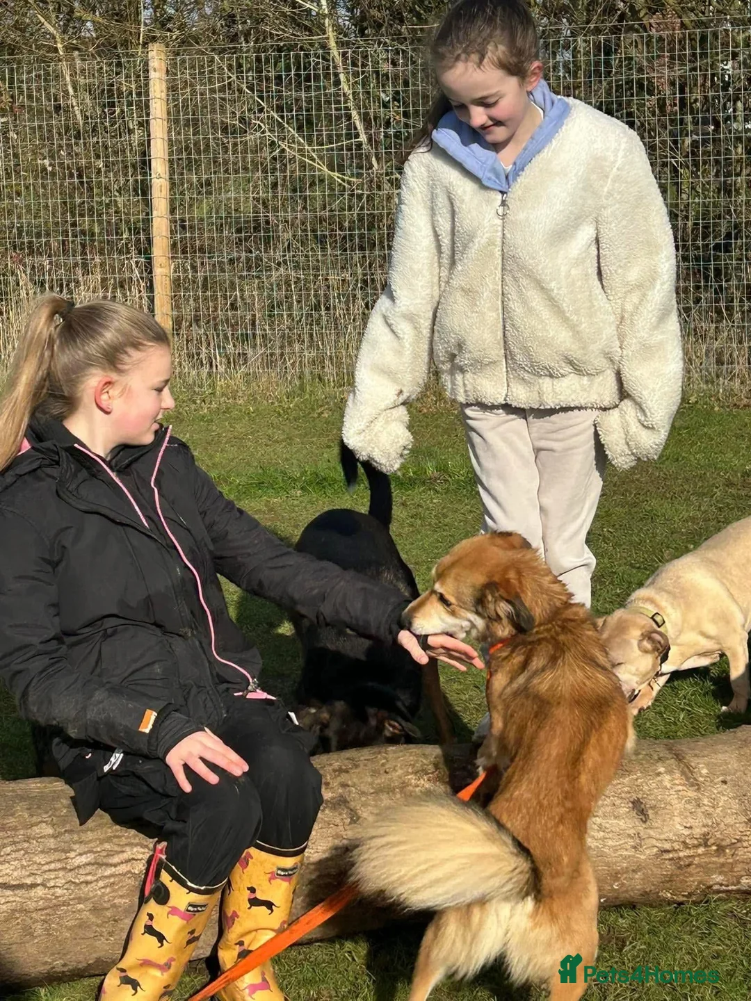 Mixed Breed dogs for adoption: Solomon - Norwich Norfolk  in Norwich - Advert 8