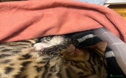 Bengal cats for sale: Pure Bengal Kittens (Newborn) - Image 3