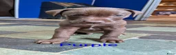 Mixed Breed dogs for sale: 10 Gorgeous male chocolate Labrador cross puppies  in Stafford - Advert 10