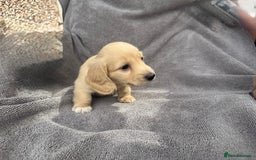 Miniature Dachshund dogs for sale: True Long hair English cream KC miniature  - Image 4