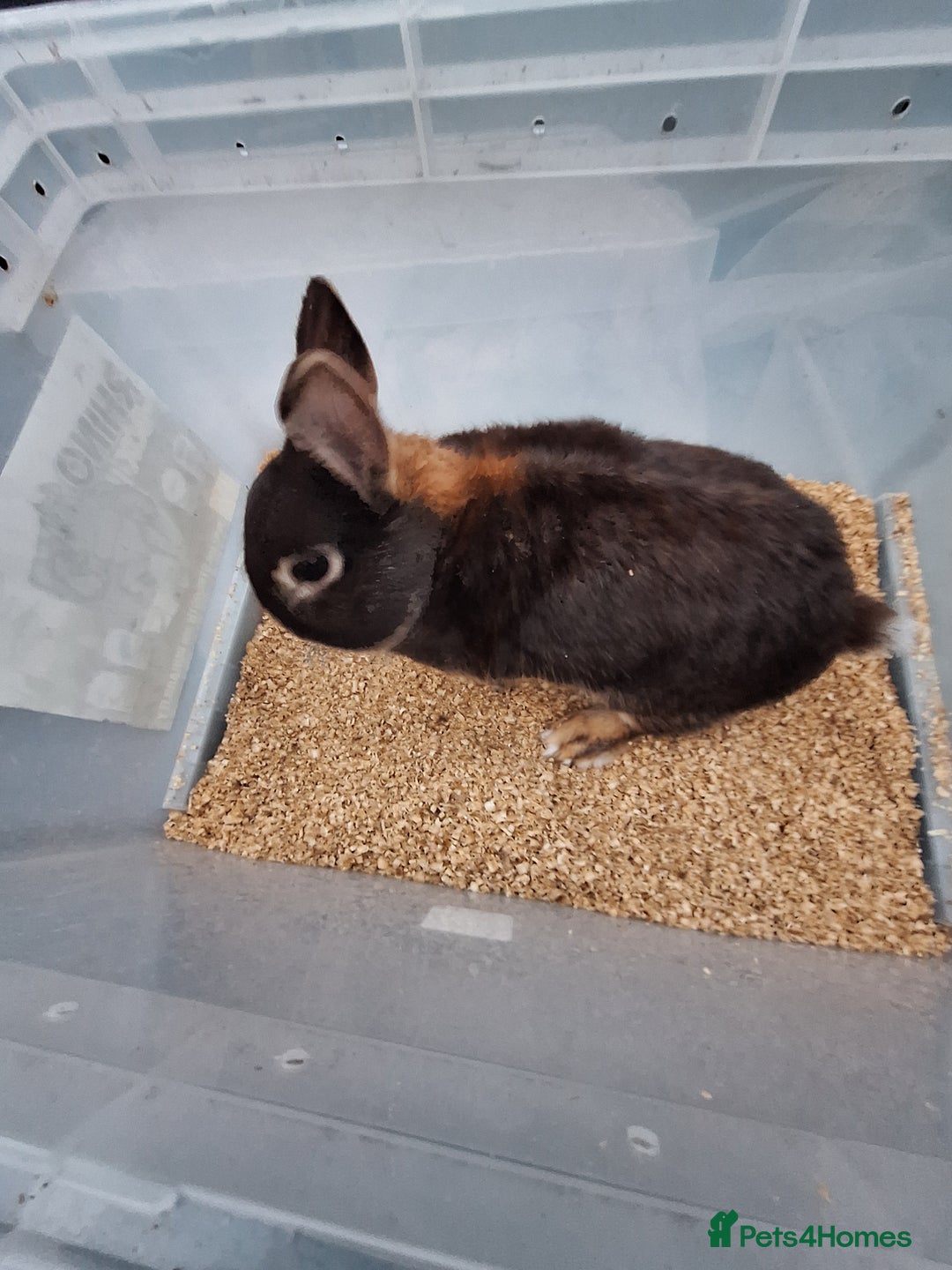 Netherland Dwarf rabbits for sale: 2 adult Netherland dwarf rabbit for sale £40 each  - Advert 6