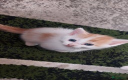 Mixed Breed cats for sale: Kittens for sale - Image 20