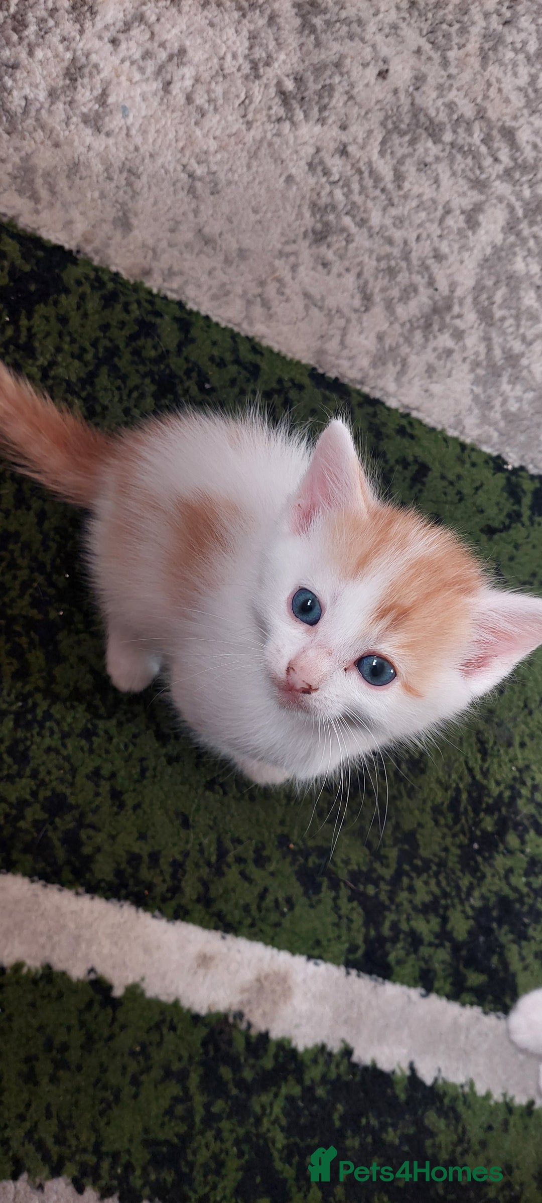 Mixed Breed cats for sale: Kittens for sale - Image 20
