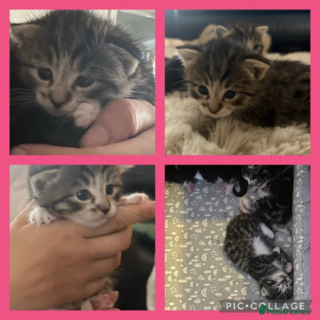Snowshoe cats for sale: Snowshoe x domestic kittens  - Advert 2