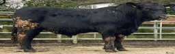 Cows & Bulls livestock for sale: Bull ks in Leeds - Advert 3