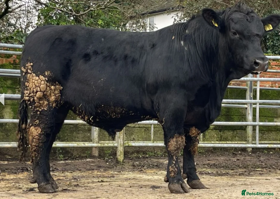 Cows & Bulls livestock for sale: Bull ks in Leeds - Advert 3