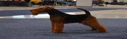 Welsh Terrier dogs for sale: Outstanding Litter of Champion Line Welsh Terriers - Advert 13
