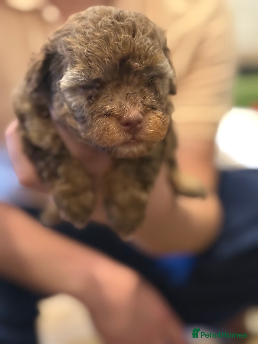 Maltipoo dogs for sale: Chocolate Maltipoos for sale - Image 6