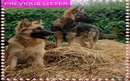 German Shepherd dogs for sale: 7  beautiful german shephered pups  - Image 26