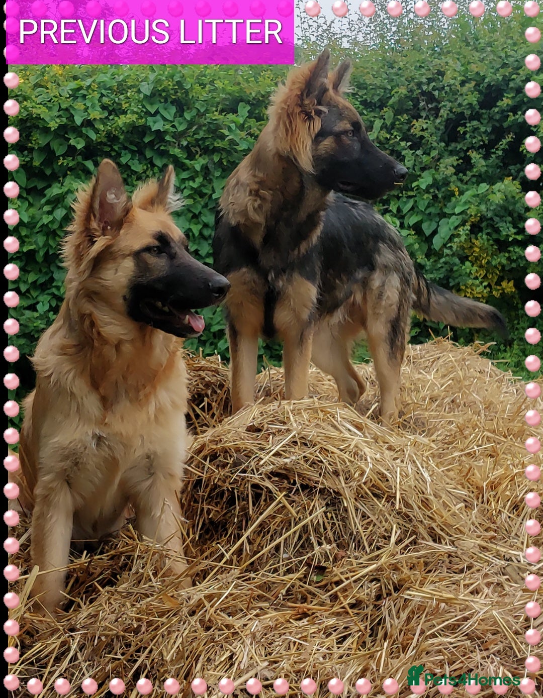 German Shepherd dogs for sale: 7  beautiful german shephered pups  - Image 26