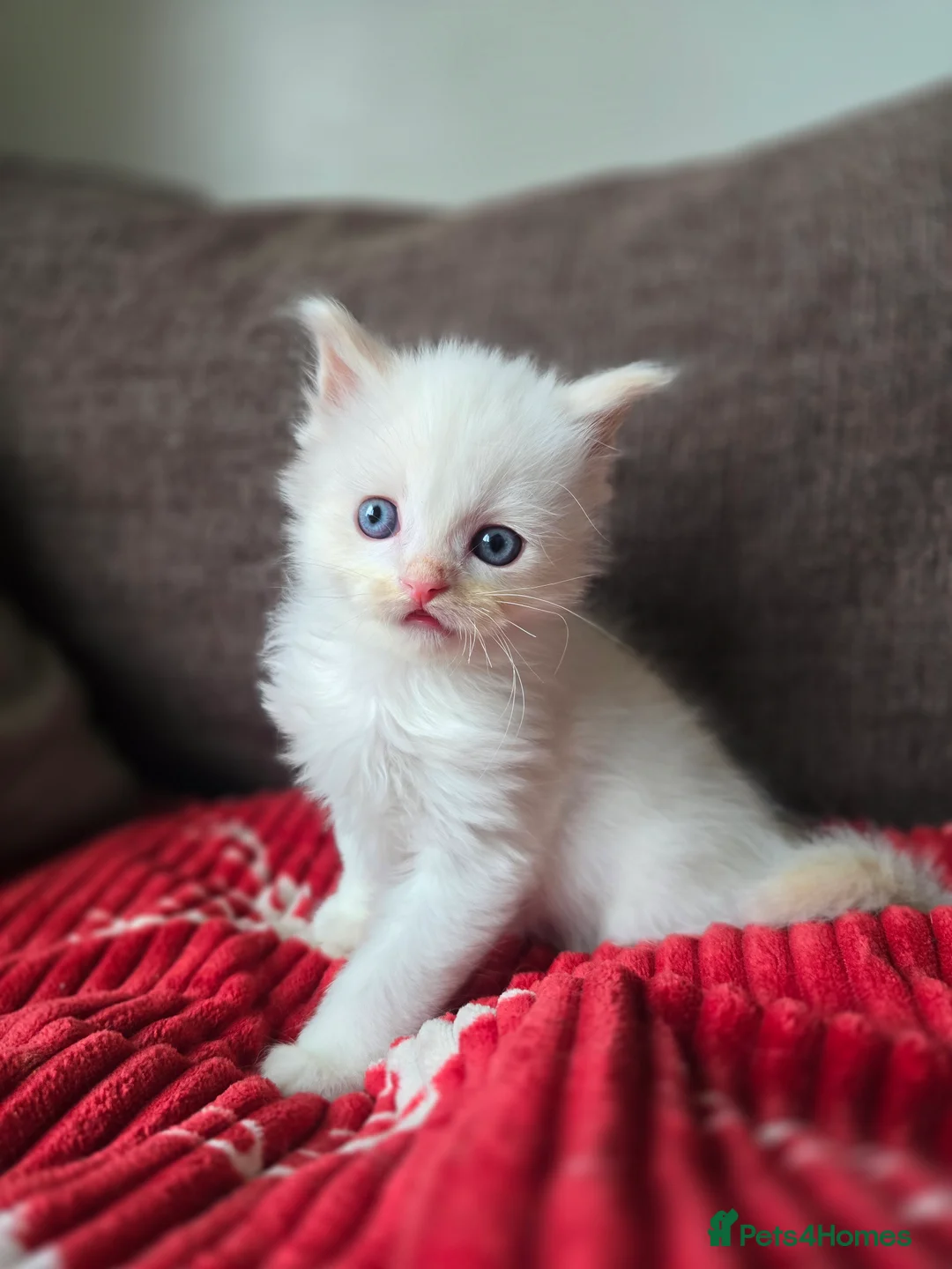 Ragdoll cats for sale: Gorgeous boy looking for loving home - Advert 1