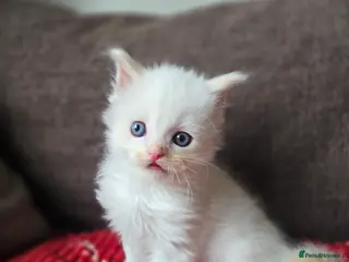 Ragdoll cats Gorgeous boy looking for loving home - Advert 8