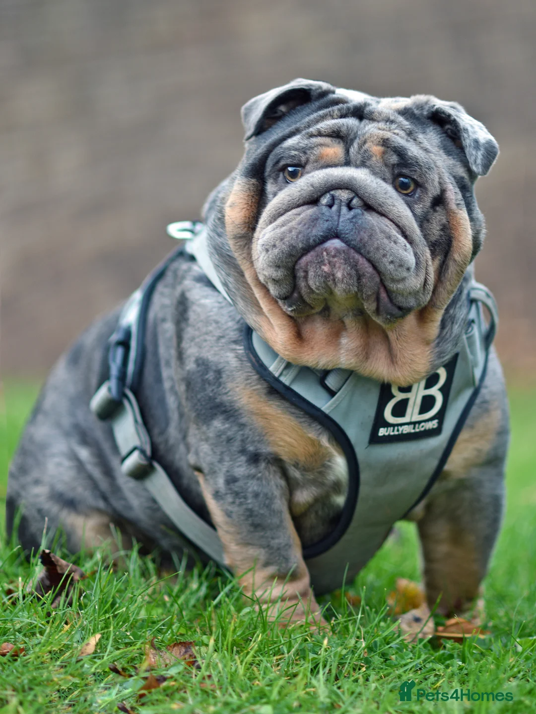 English Bulldog dogs for stud: 🌟 007 ready for stud duties 🌟 in Swindon - Advert 2