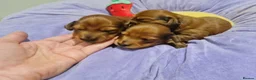 Miniature Dachshund dogs for sale: Pra clear-Beautiful miniature LG Dachshund pupps - Advert 10