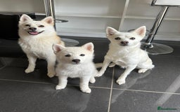 Pomsky dogs for sale: Vergil - Image 16