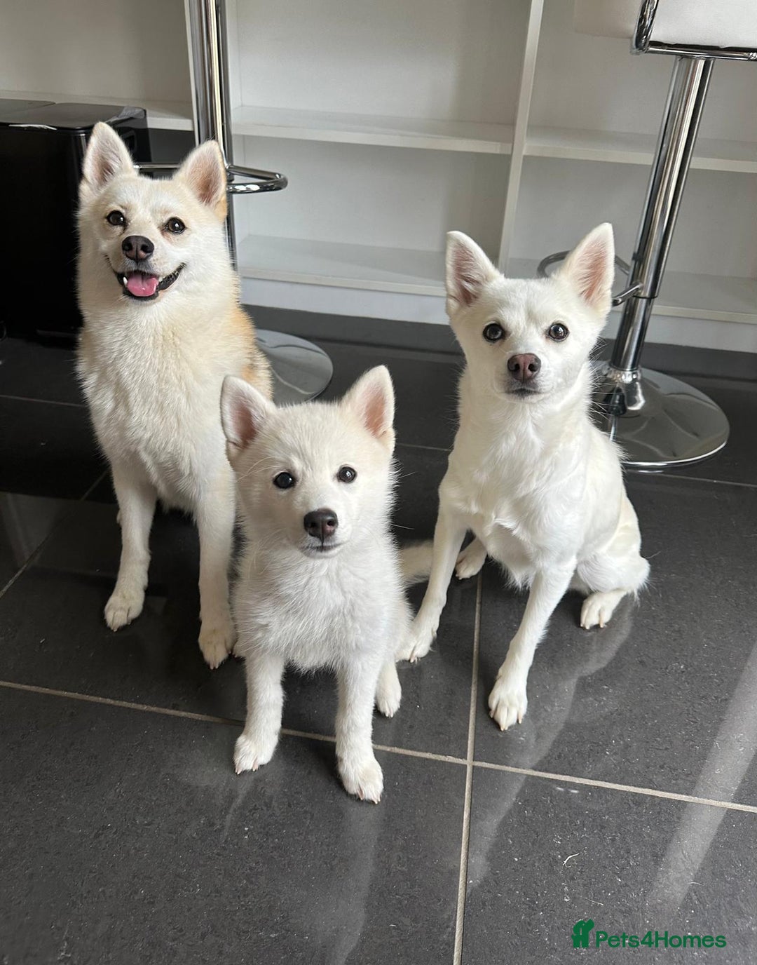 Pomsky dogs for sale: Vergil - Image 16