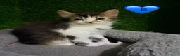 Mixed Breed cats for sale: Beautiful litter of fluffy kittens  - Advert 34