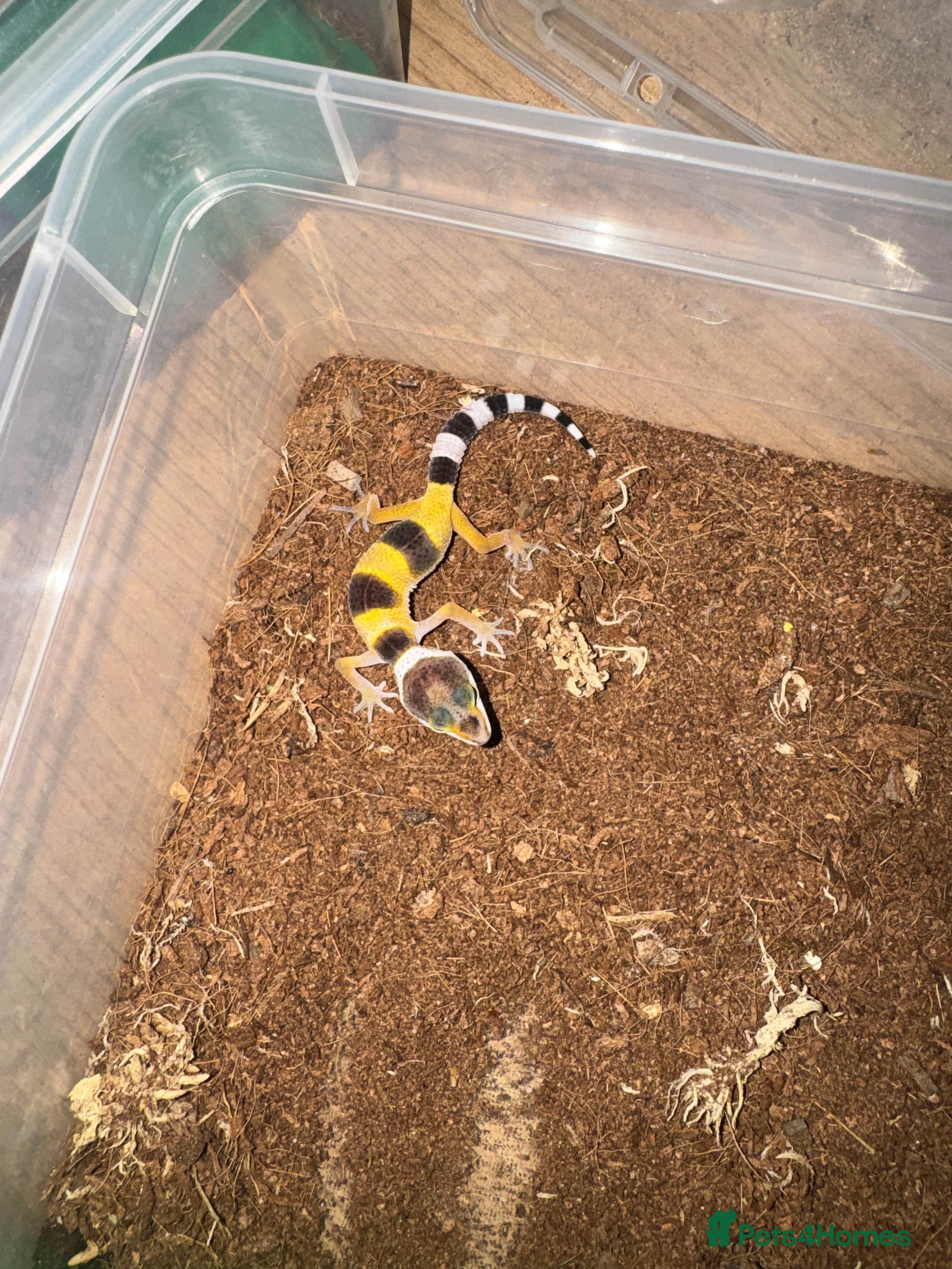 Gecko reptiles Leopard geckos CB 2025  - Advert 1