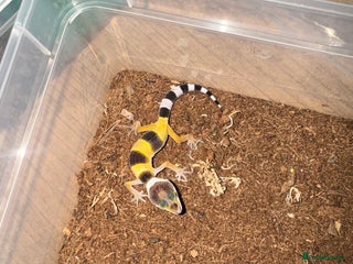 Gecko reptiles - Advert 16