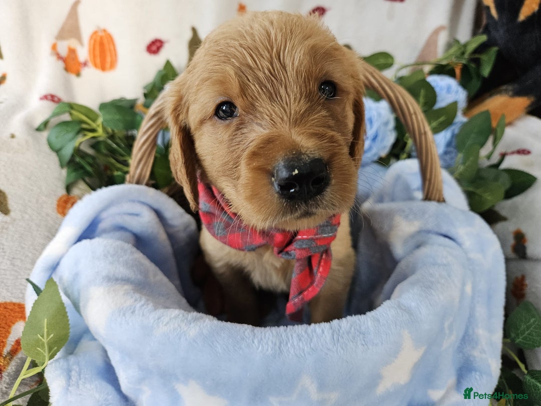 Golden Retriever dogs for sale: Gorgeous Golden Retriever Puppies (KC Reg Parents) - Advert 2