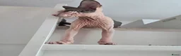 Sphynx cats for sale: Amazing blue eye boy TICA and GCCF, DBE program - Advert 5