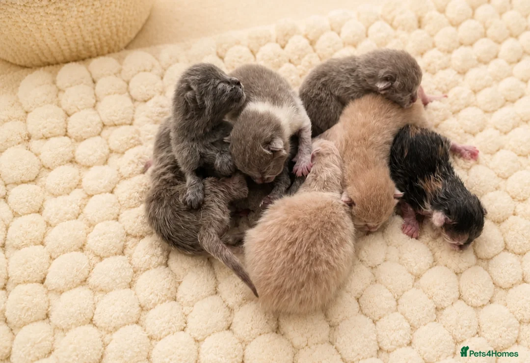 British Shorthair cats for sale: Champion British Shorthair kittens 😸  - Advert 2