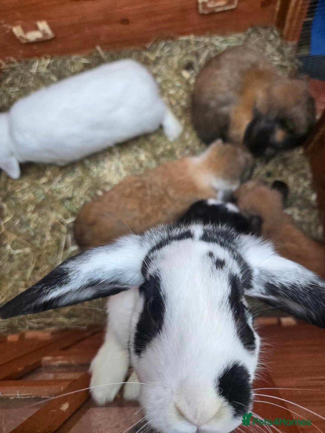 English rabbits for sale: 8 bunnies for sale - Advert 4