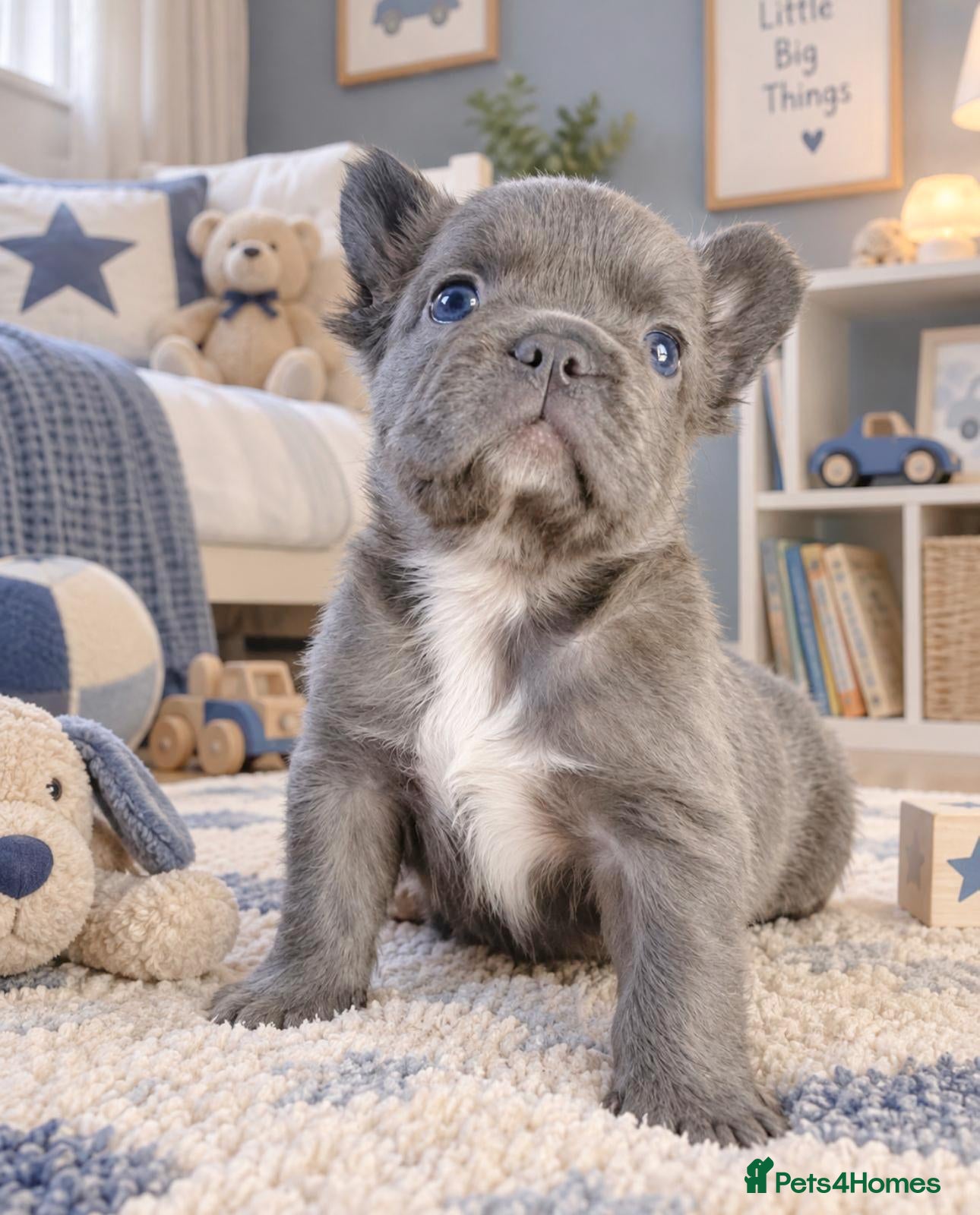 French Bulldog dogs READY NOW Lilac,blue - Advert 2