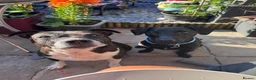 Patterdale Terrier dogs for sale: 3.5 year old male patterdale terrier  in Skegness - Advert 2