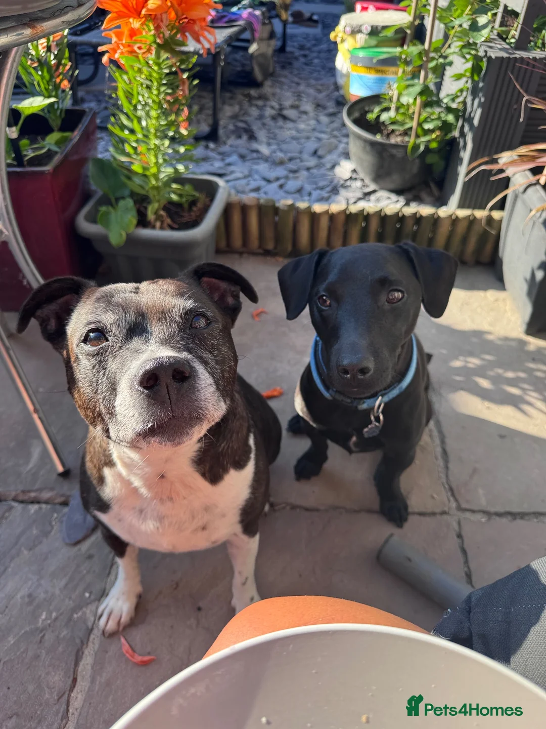 Patterdale Terrier dogs for sale: 3.5 year old male patterdale terrier  in Skegness - Advert 2