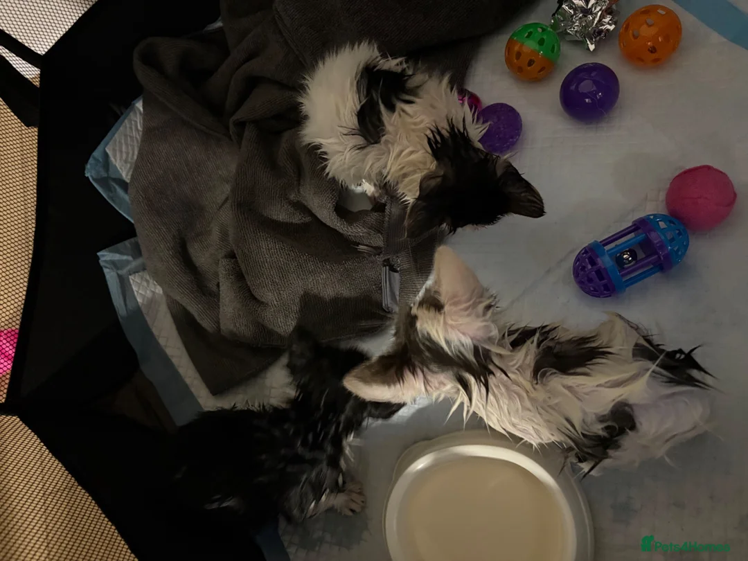 Mixed Breed cats for sale: KITTENS TO GOOD HOMES - Advert 1