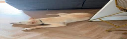 Mixed Breed dogs for adoption: 💙🐶 MOON – FROM A LOST DOG WITH NOWHERE TO GO... - Advert 9