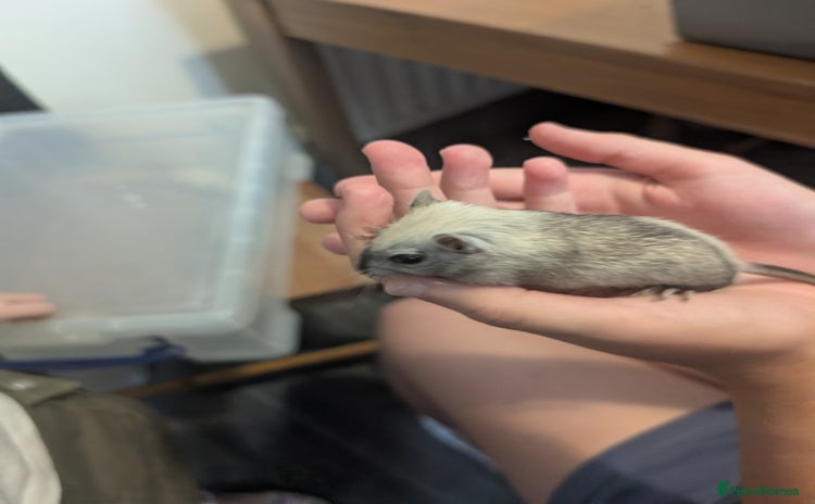 Gerbil rodents - Advert 1