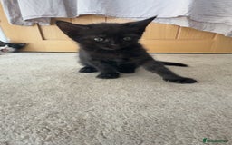 British Shorthair cats for sale: British shorthaired cross Persian  - Image 9