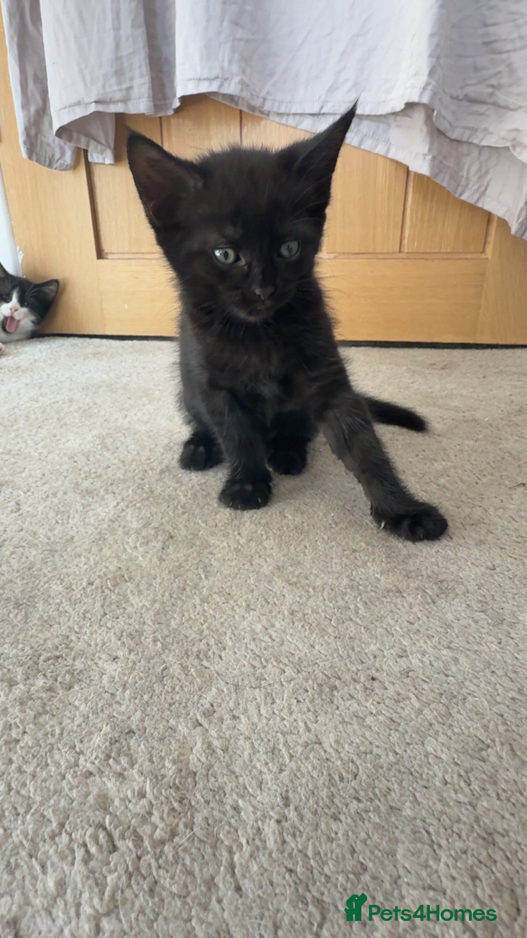 British Shorthair cats for sale: British shorthaired cross Persian  - Image 9